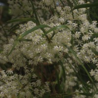 Asparagus falcatus L.